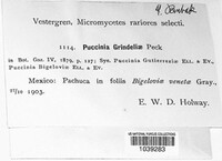 Puccinia grindeliae image